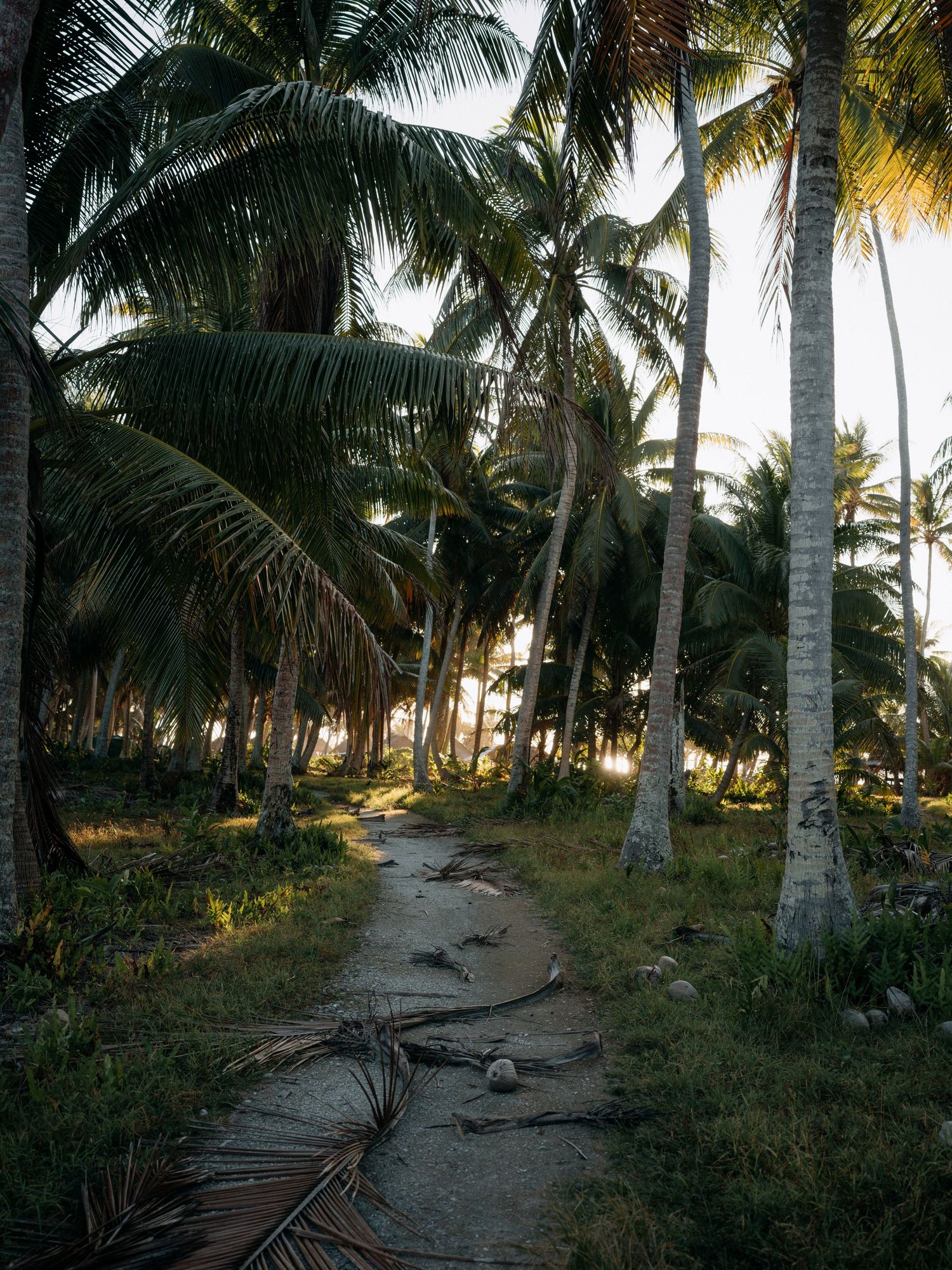 A serene dirt path winds through a lush tropical palm tree grove with sunlight filtering through the canopy.