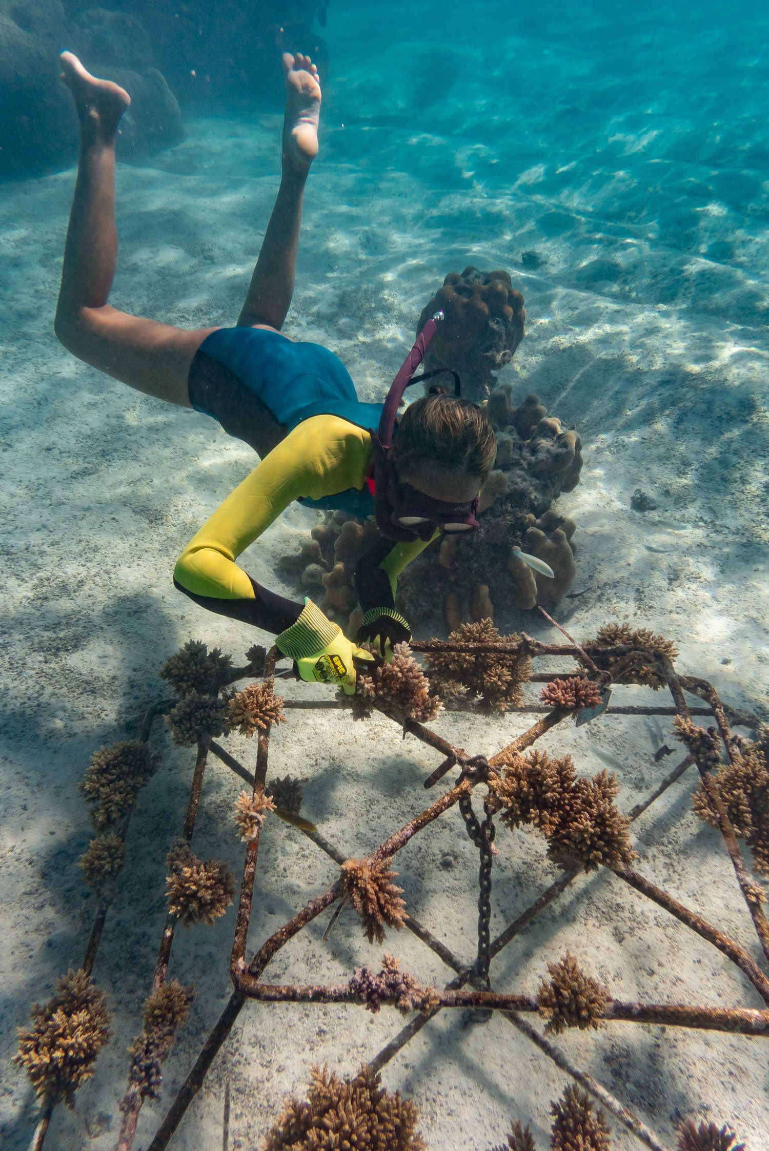 Diver in yellow wetsuit tending coral restoration frame on sandy ocean floor in clear blue tropical water.
