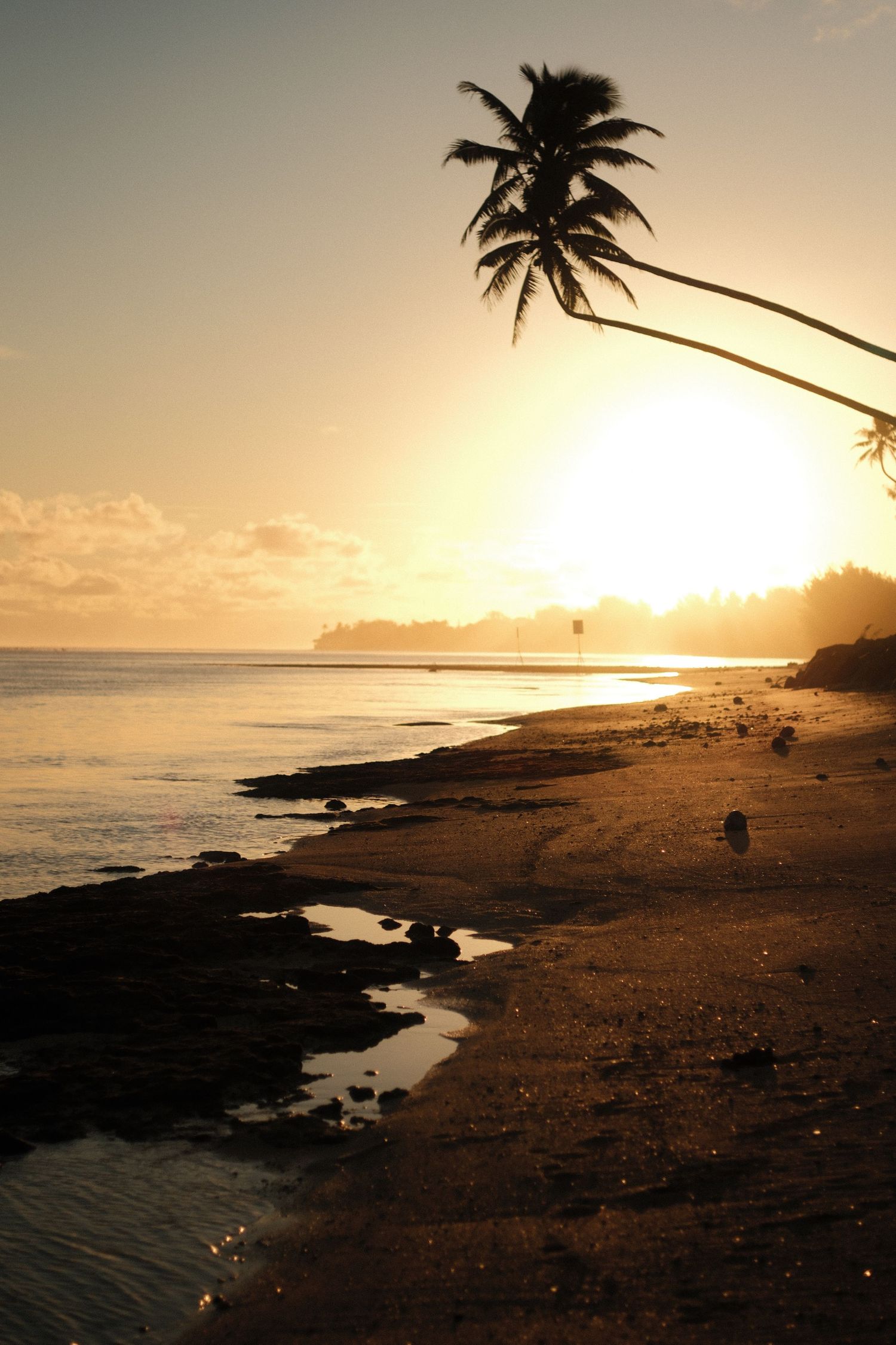 Tropical beach sunset with silhouetted palm tree leaning over golden shoreline and calm ocean waters.
