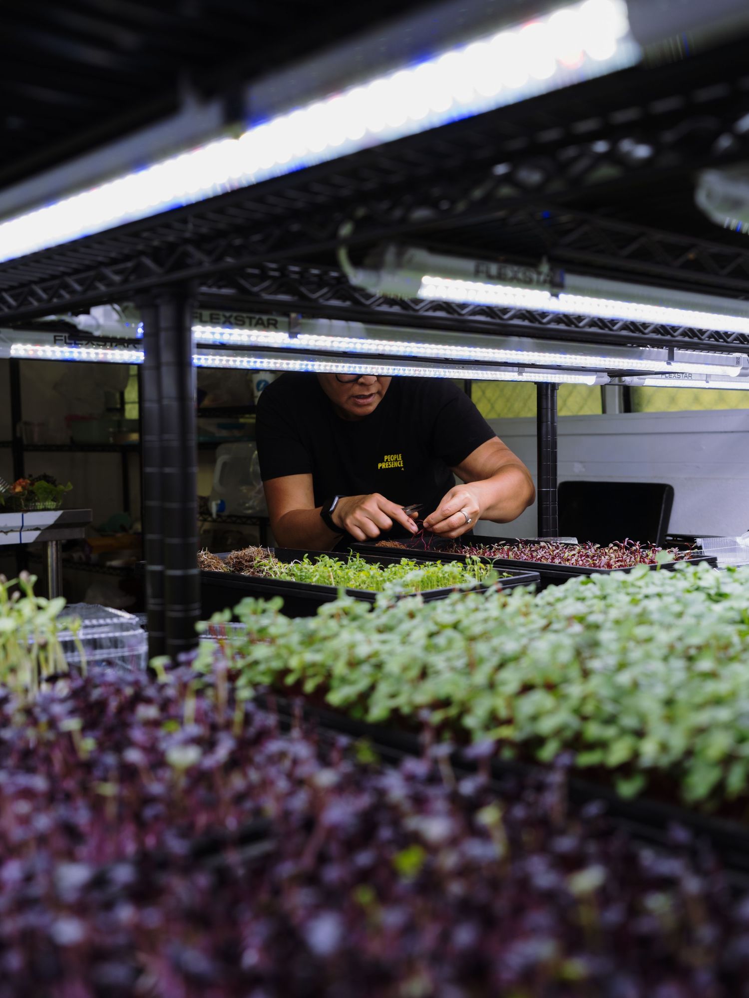 Person tending to microgreens under grow lights on indoor shelving.