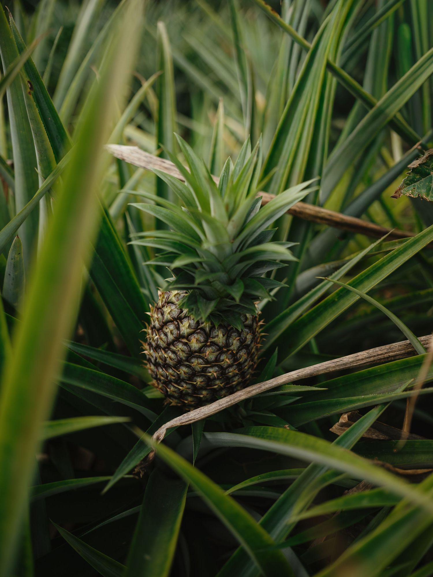 A small pineapple growing on a tropical plant surrounded by long green leaves in a lush pineapple field.