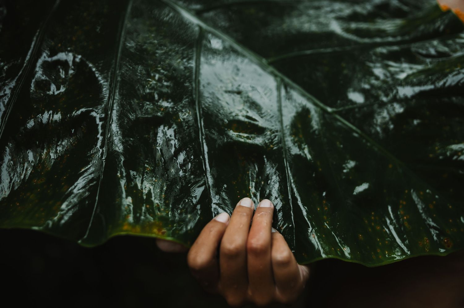 A hand holding a large, shiny dark green tropical leaf with visible veins and wet texture.
