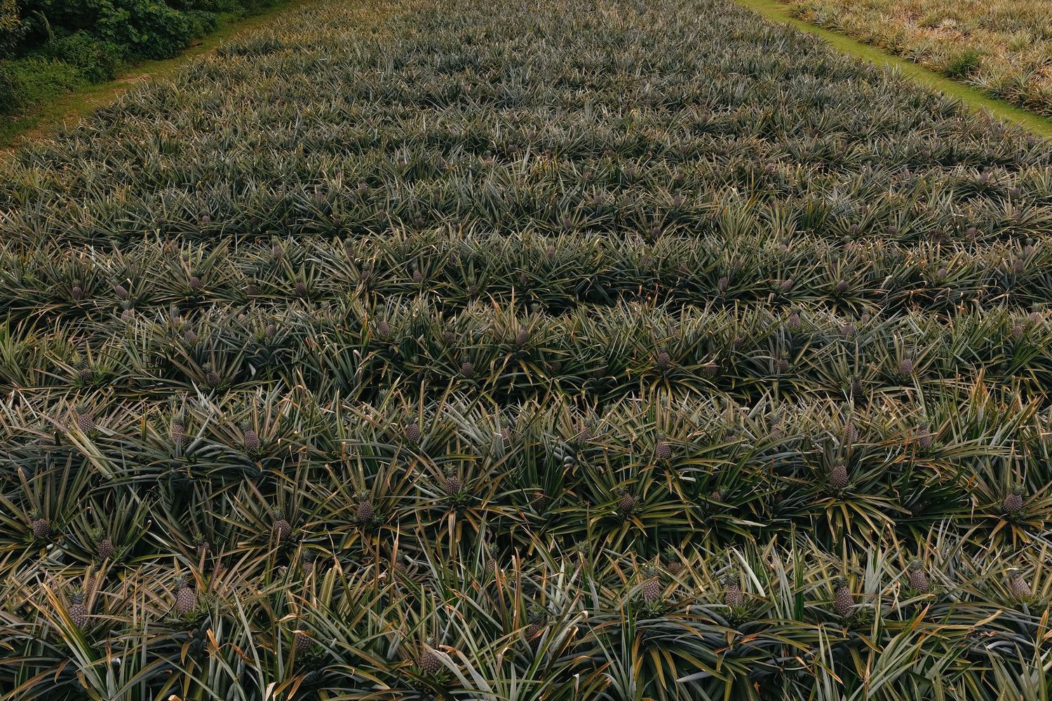 Aerial view of rows of pineapple plants growing in a large tropical agricultural field.