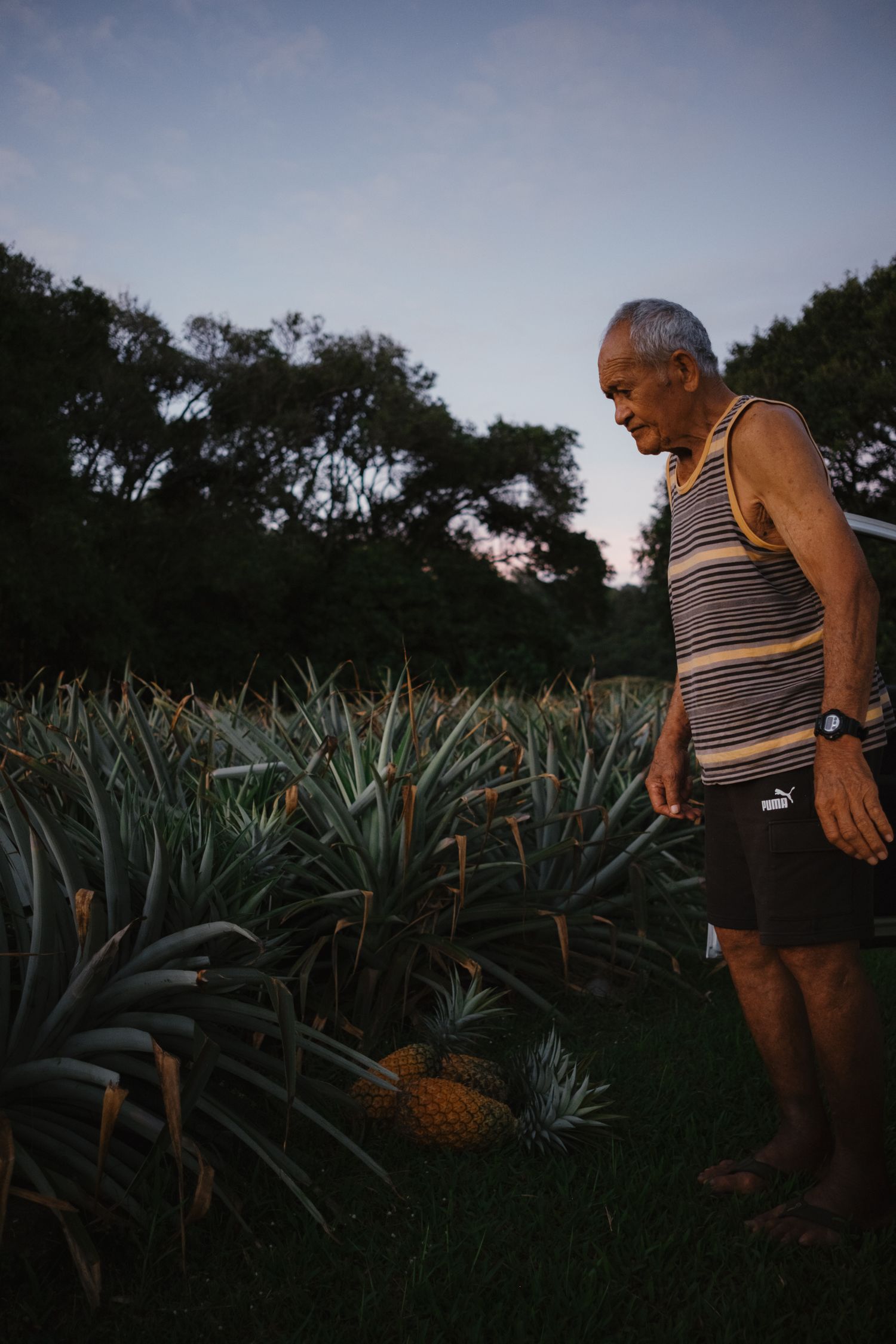 Elderly man in striped tank top examining ripe pineapples growing in a tropical garden at dusk.