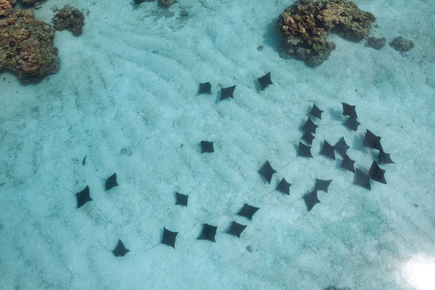 Aerial view of a large group of spotted eagle rays swimming over a sandy coral reef in clear turquoise water.
