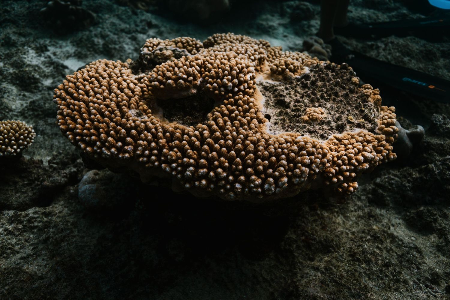 Close-up of healthy brown branching coral colony on tropical ocean floor.