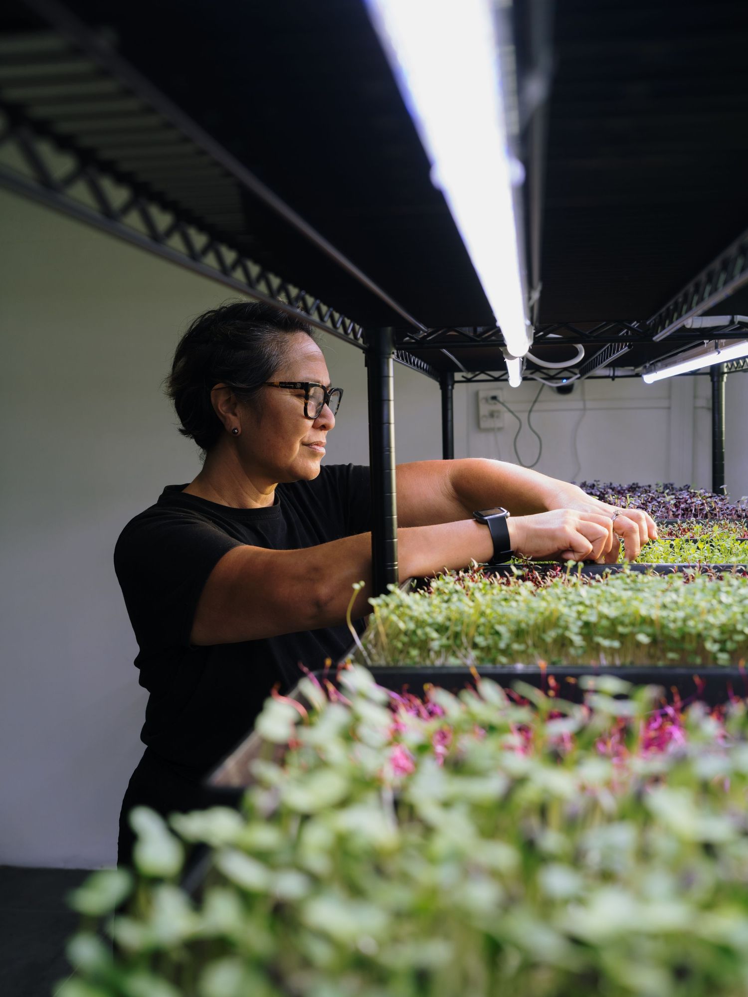 Woman tending microgreens under grow lights in an indoor vertical farm, wearing glasses and a black t-shirt.