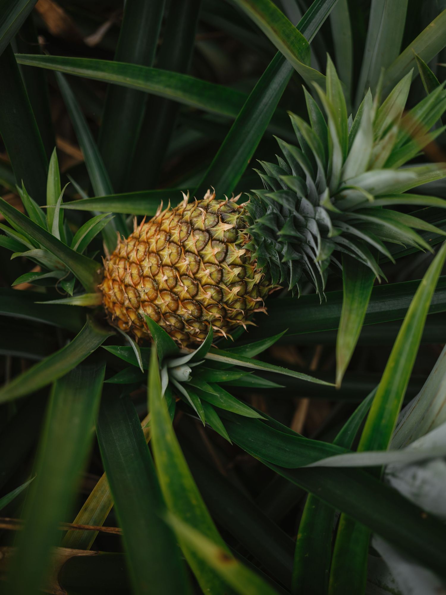 A ripe golden pineapple growing on a tropical plant surrounded by long green spiky leaves in a natural garden setting.