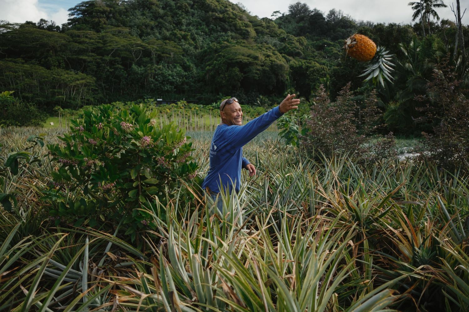 Man tossing a coconut in a tropical pineapple field with lush green trees in the background.