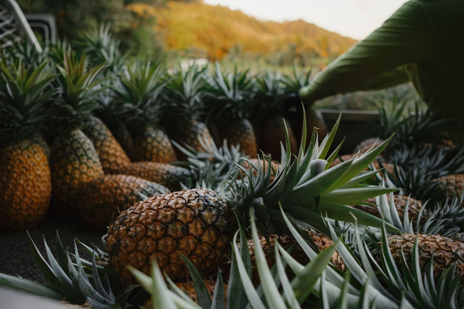 Fresh pineapples harvested and piled together outdoors with lush green tropical foliage in the background.