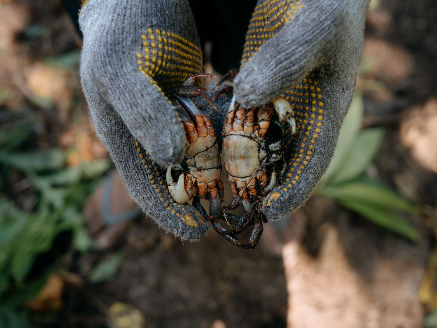 Gloved hands holding small crabs outdoors, showcasing a fresh catch in a natural garden setting.