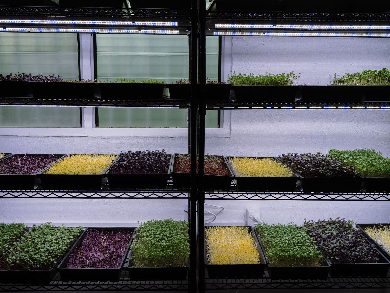 Indoor vertical shelving unit with LED grow lights illuminating trays of colorful microgreens in various growth stages.