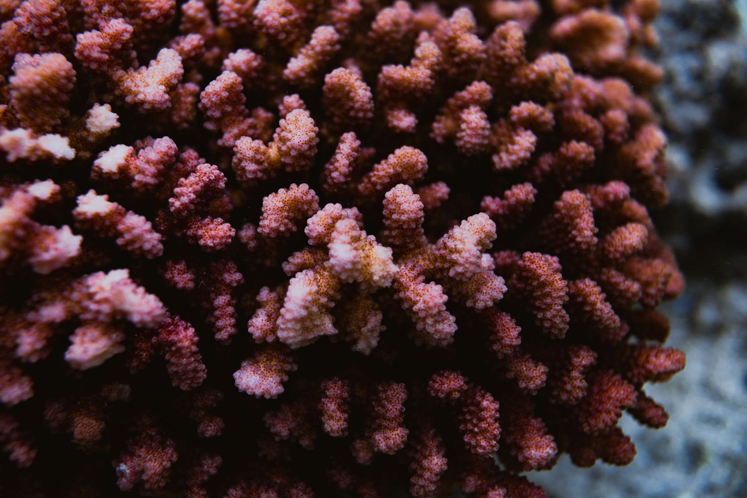 Close-up of vibrant pink-red branching coral with textured polyps in a marine aquarium.