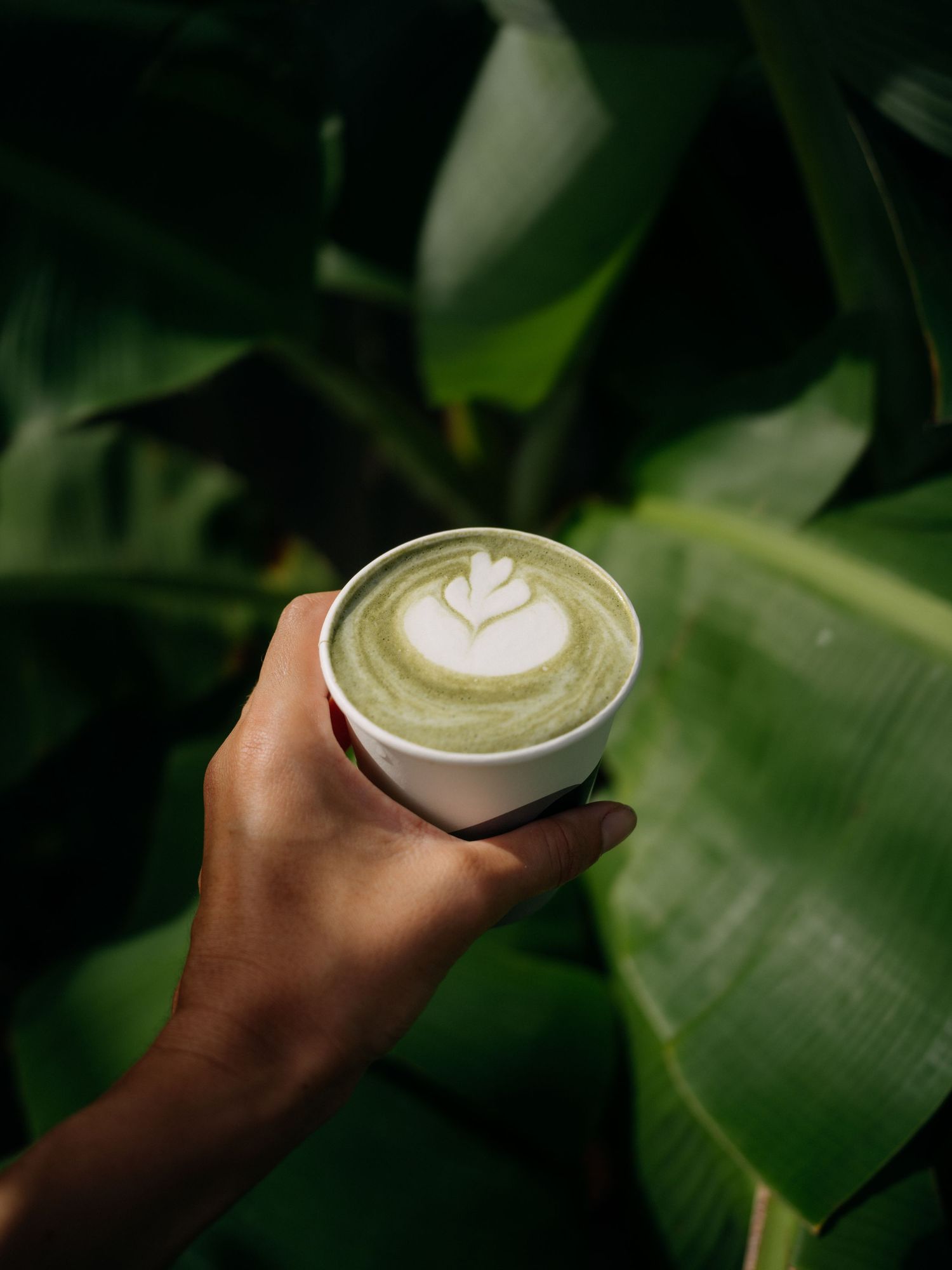 Hand holding a white cup of matcha green tea latte with heart latte art, surrounded by tropical leaves.
