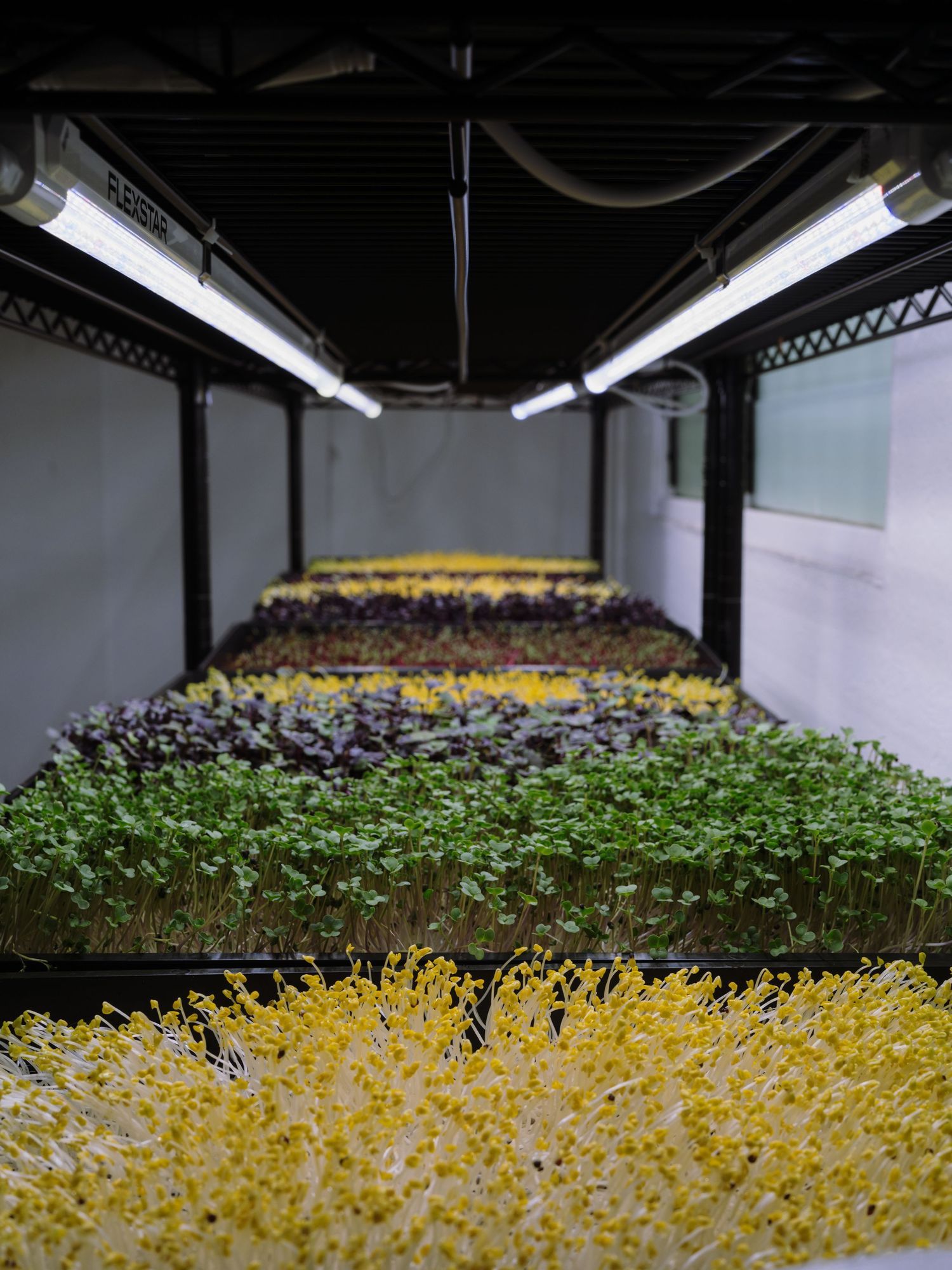 Indoor microgreens growing under fluorescent lights in black trays, showcasing vibrant yellow and green sprouts.