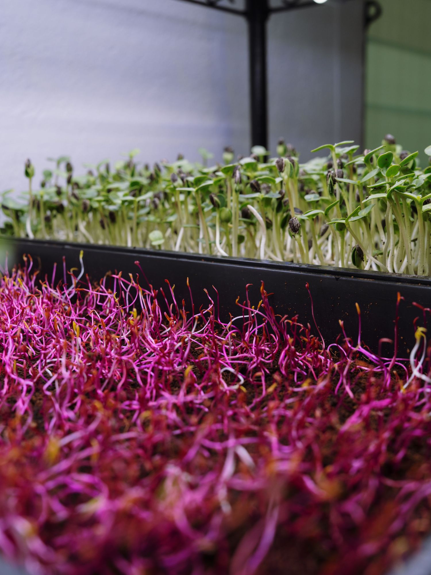 Vibrant pink and red microgreens growing in trays alongside green sprouts in an indoor hydroponic garden.