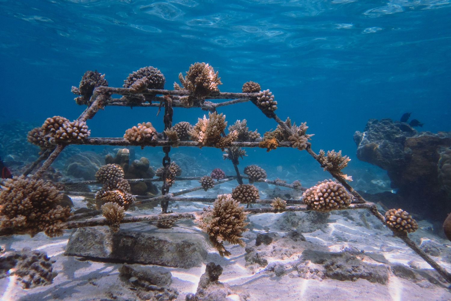 Underwater coral nursery frame with growing coral fragments on sandy ocean floor.