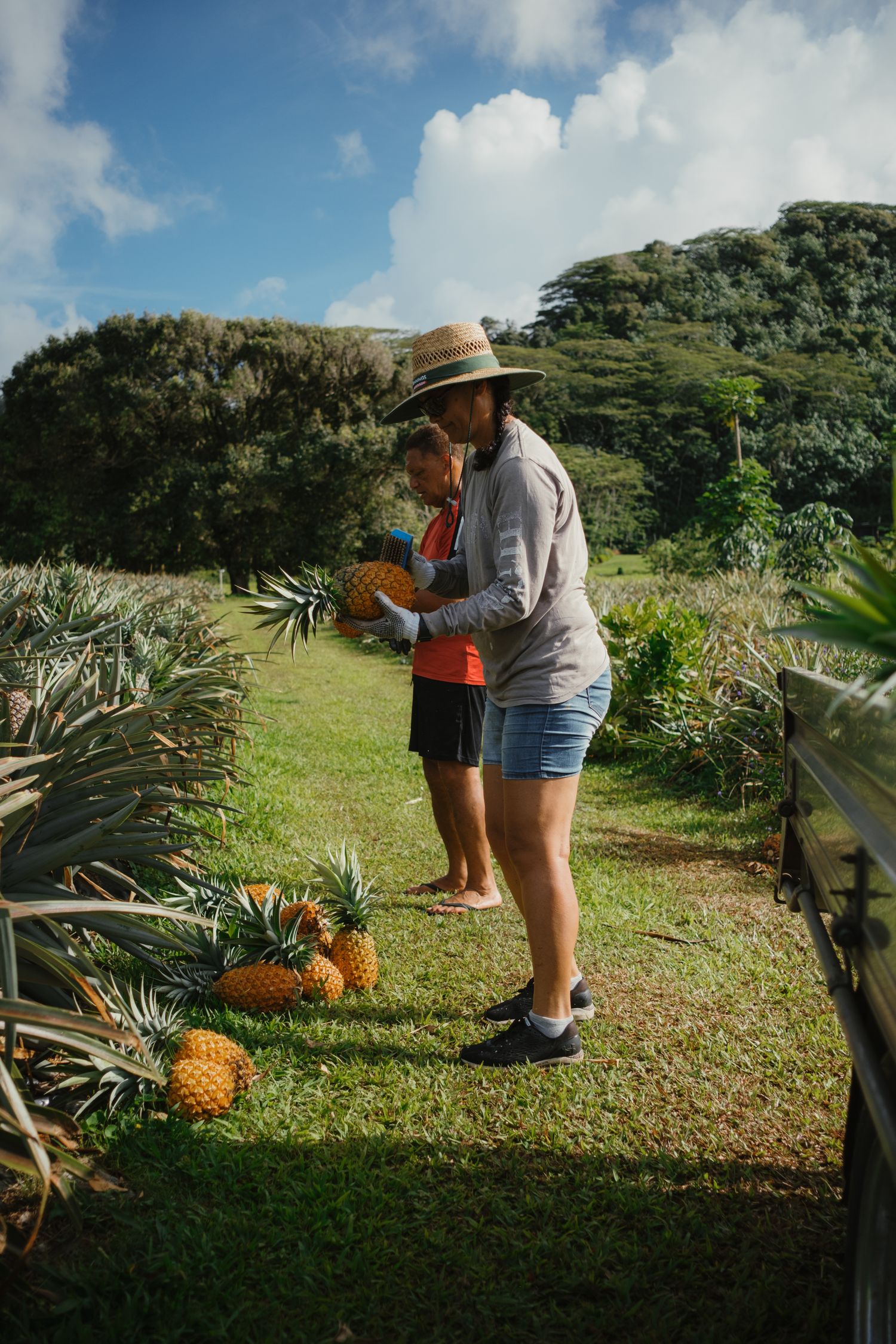 Woman in straw hat picking fresh pineapples with child on a tropical farm surrounded by lush green hills.