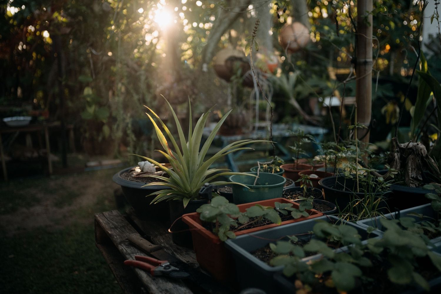 Sunlit garden with potted plants including aloe vera and tropical greenery on a wooden bench at golden hour.