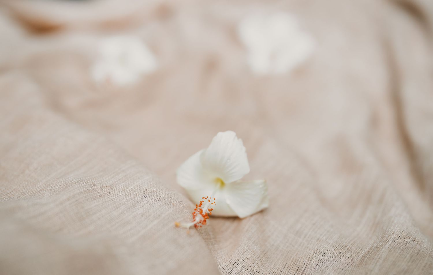 Delicate white flower petal resting on soft beige linen fabric with subtle texture in natural light.