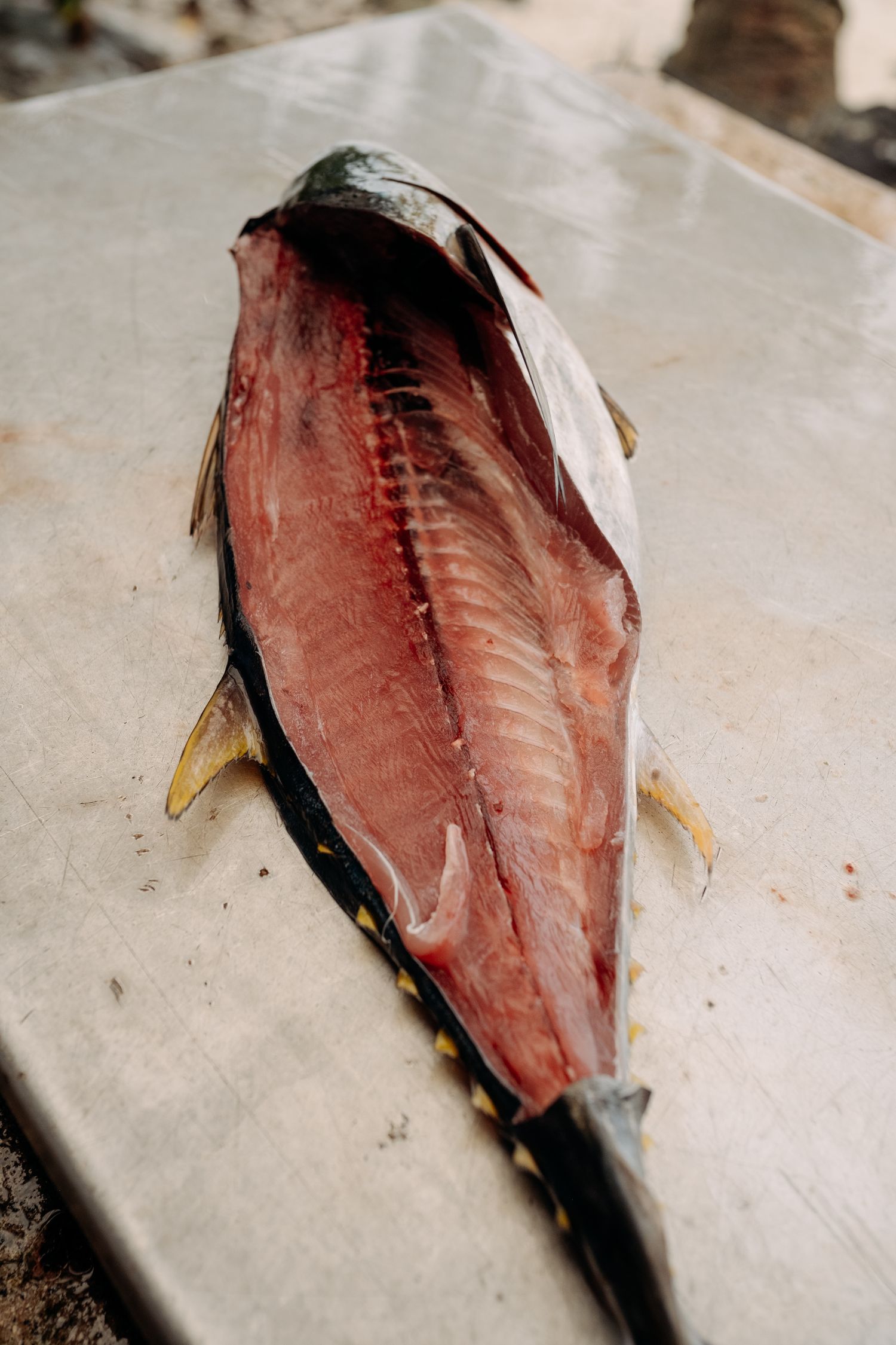 Freshly caught tuna fish butterflied open on a metal cutting board, showing red flesh and spine.