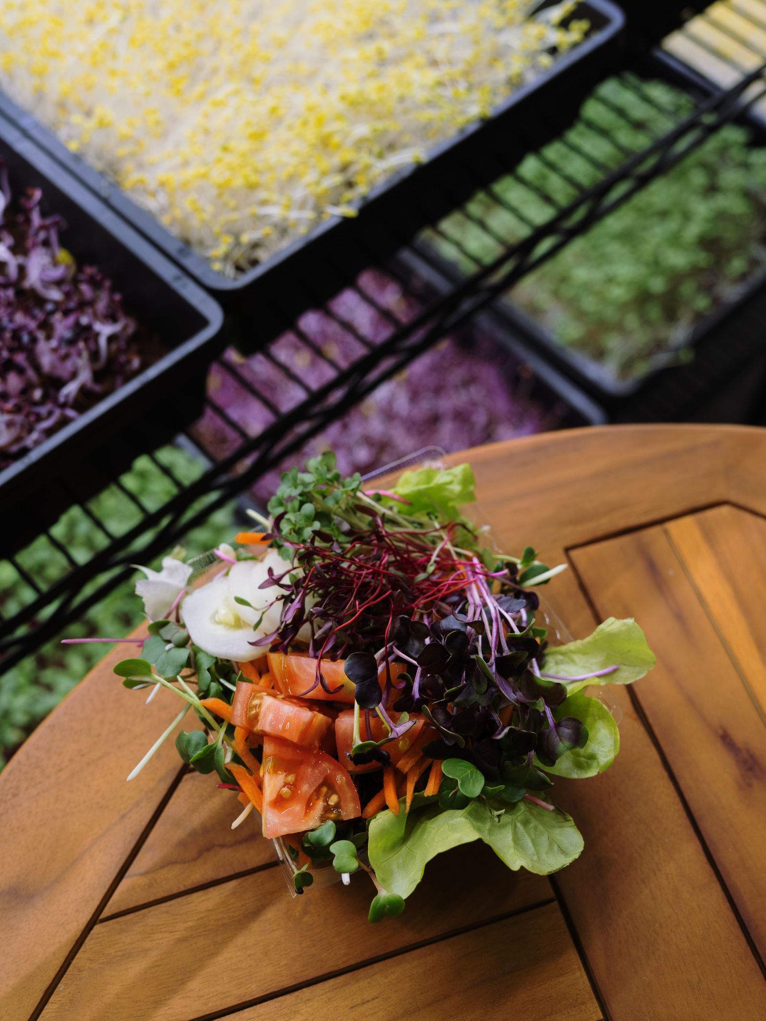 Fresh microgreens salad bowl with colorful vegetables on wooden table, with sprouting trays in background.