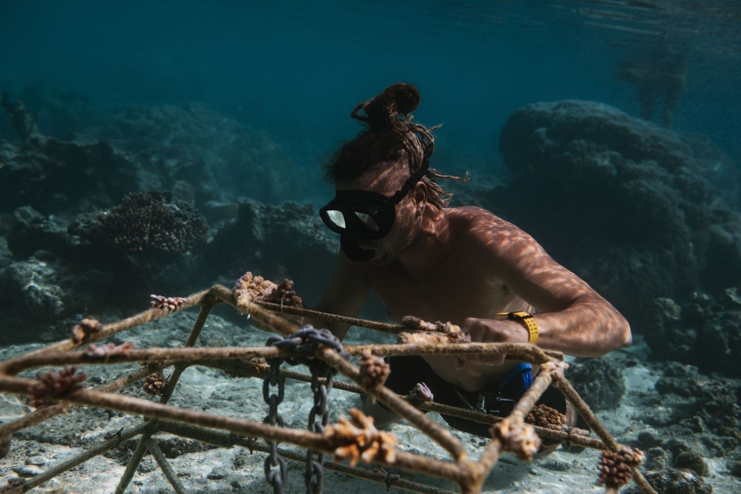 Freediver examining coral nursery structure on sandy ocean floor for reef restoration.