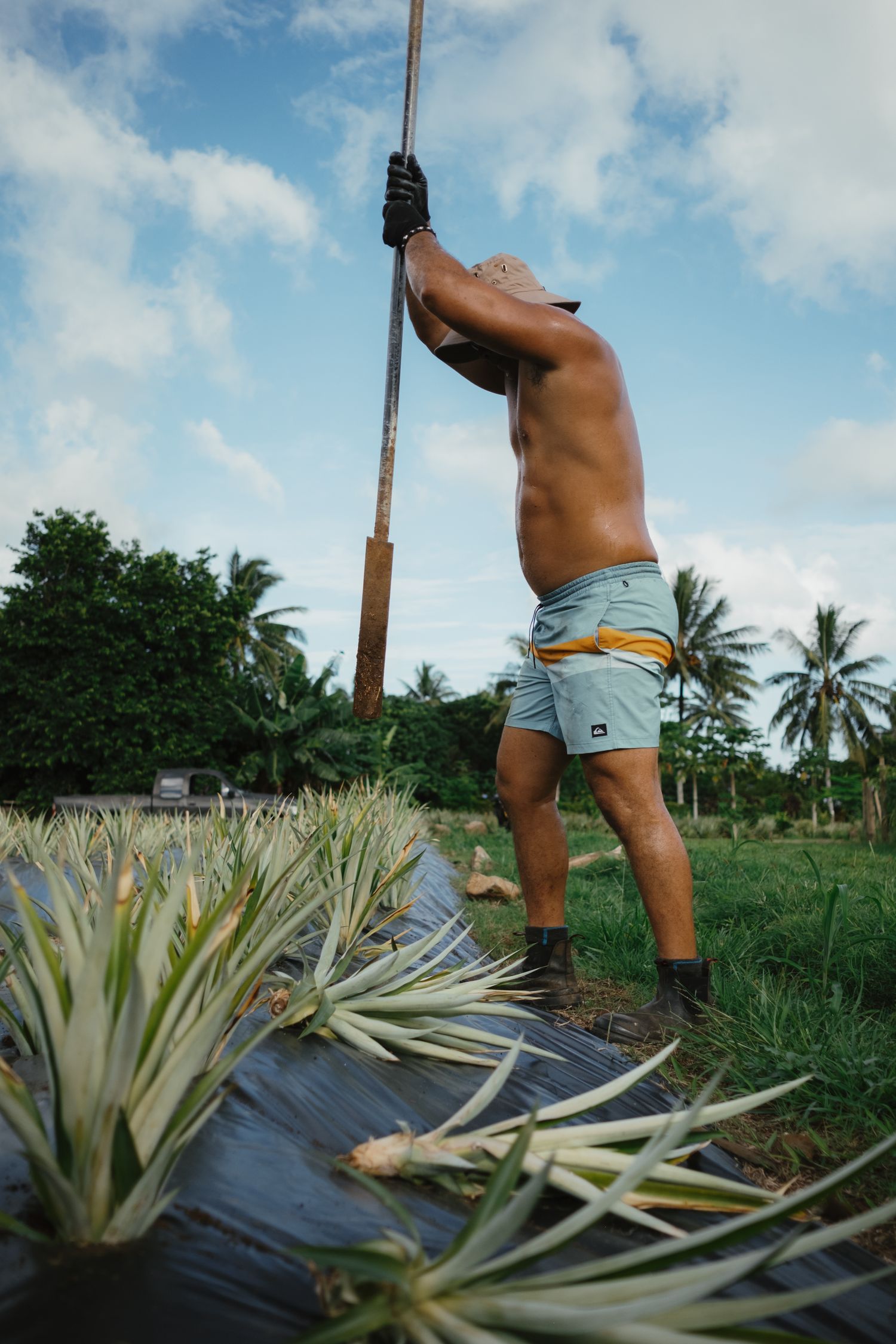 Shirtless farmer uses a long pole to tend pineapple plants on a tropical farm with palm trees and blue sky.