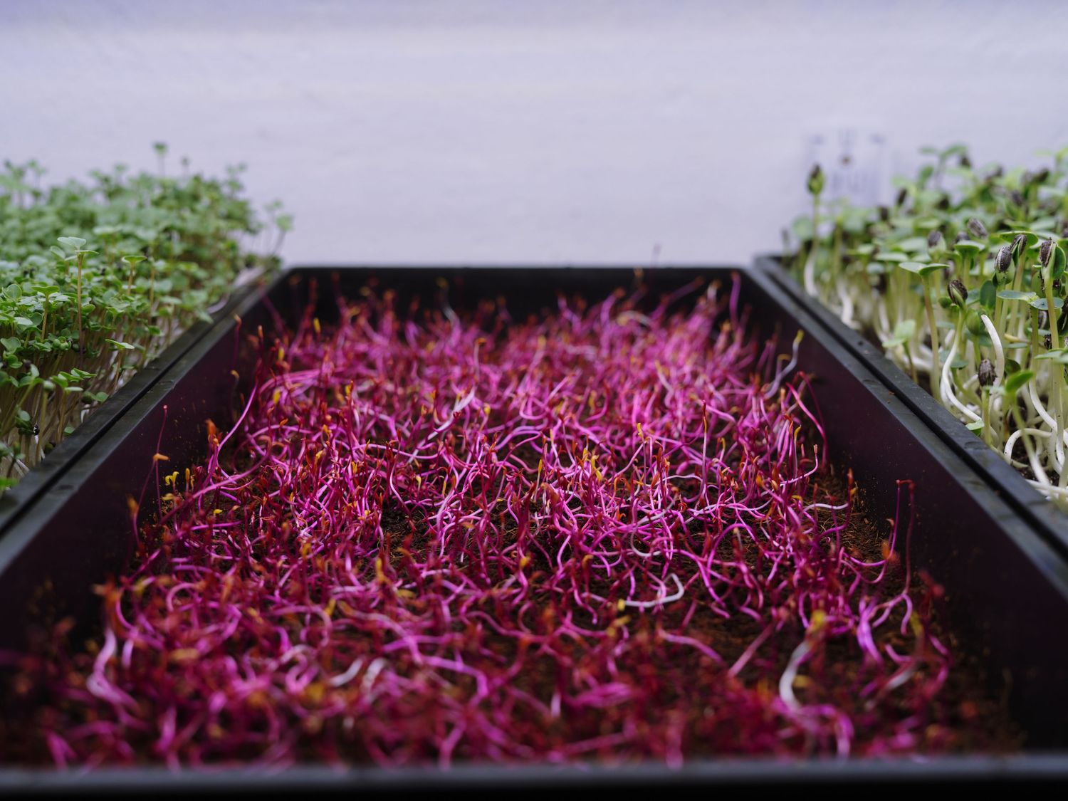 Three trays of colorful microgreens including vibrant pink beet sprouts and green varieties growing indoors.