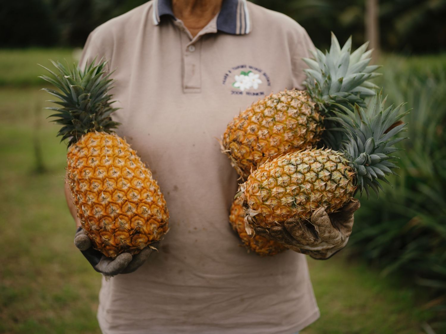 Farmer holding three fresh ripe pineapples in a tropical pineapple plantation field.