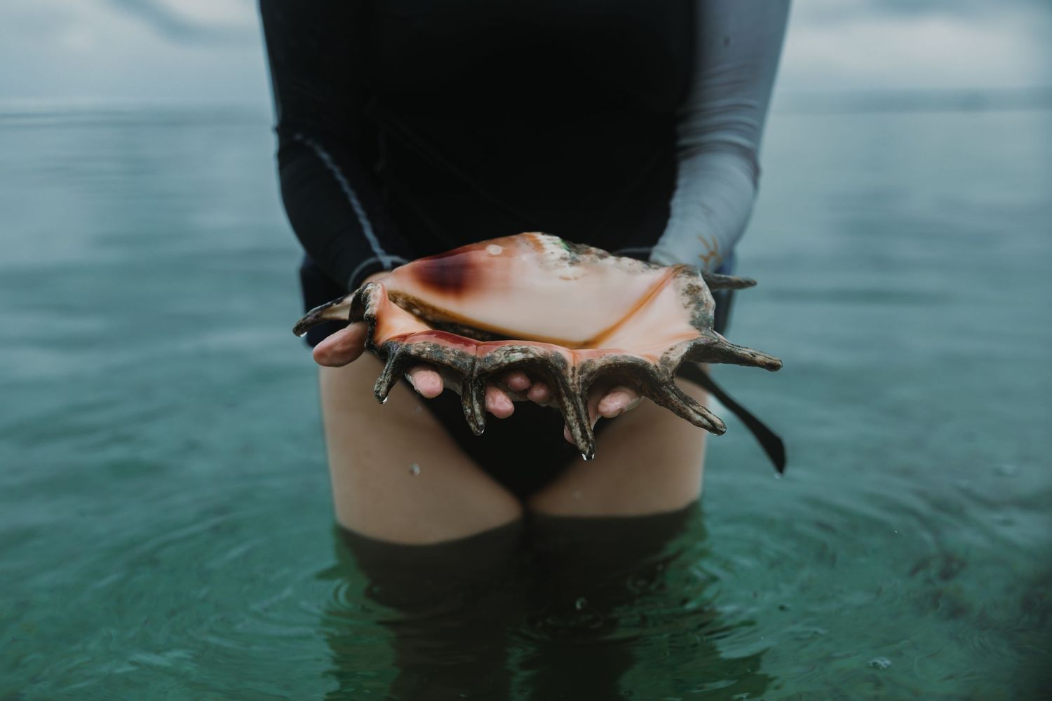Person standing in ocean water holding large conch shell with dripping water.