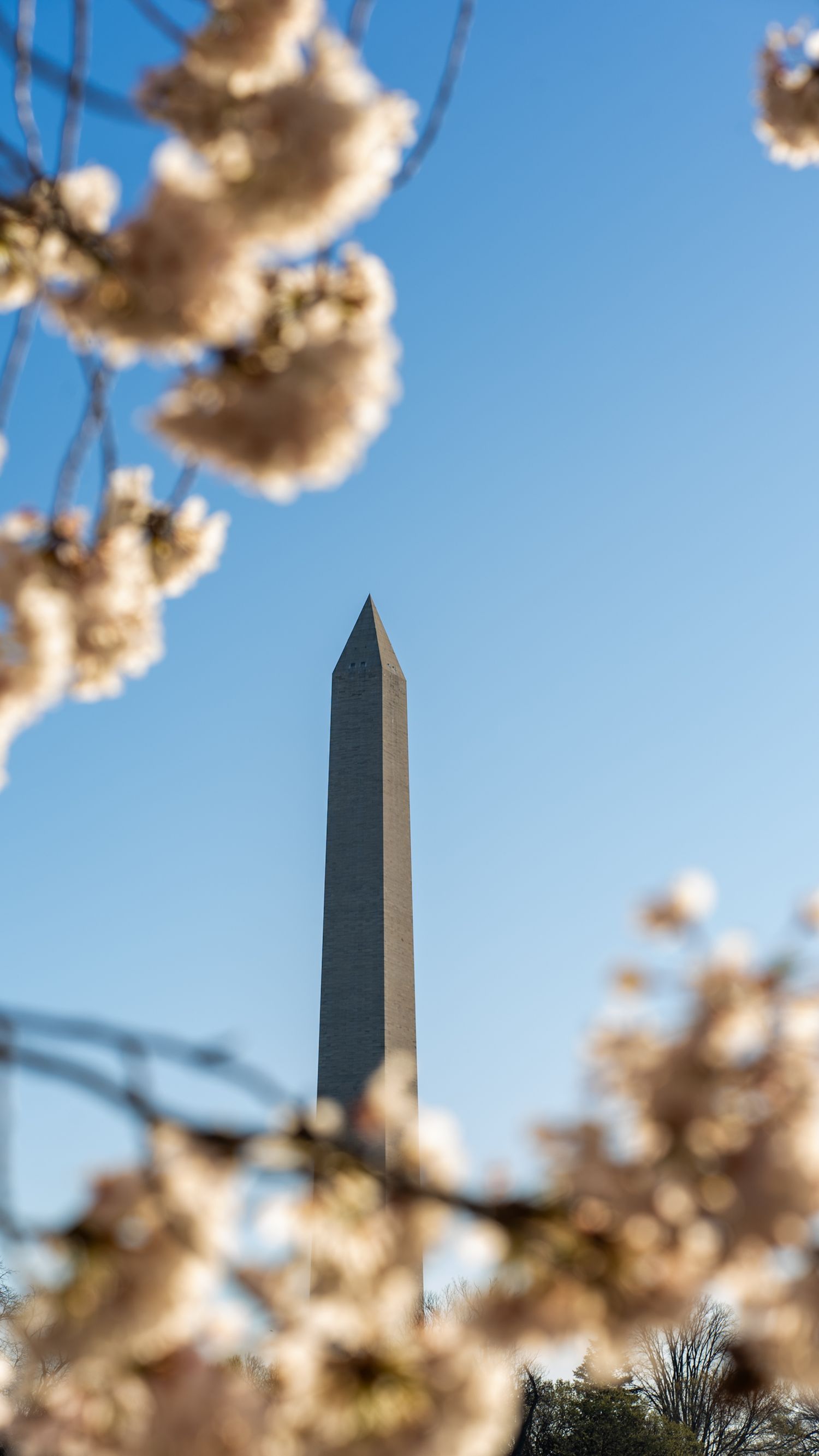 Washington Monument framed by blooming cherry blossom trees against a clear blue sky.