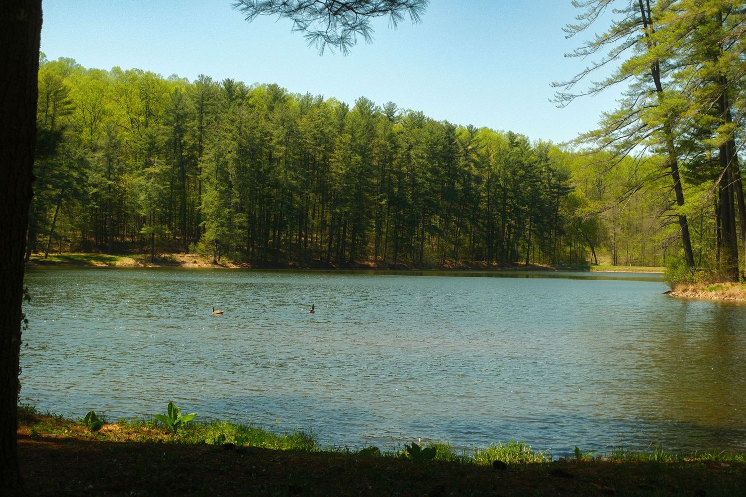 birdsboro quarry ducks