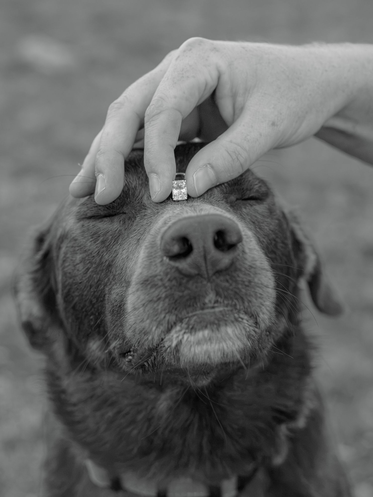 Black and white photo of a dog with an engagement ring balanced on its head, held by a human hand.