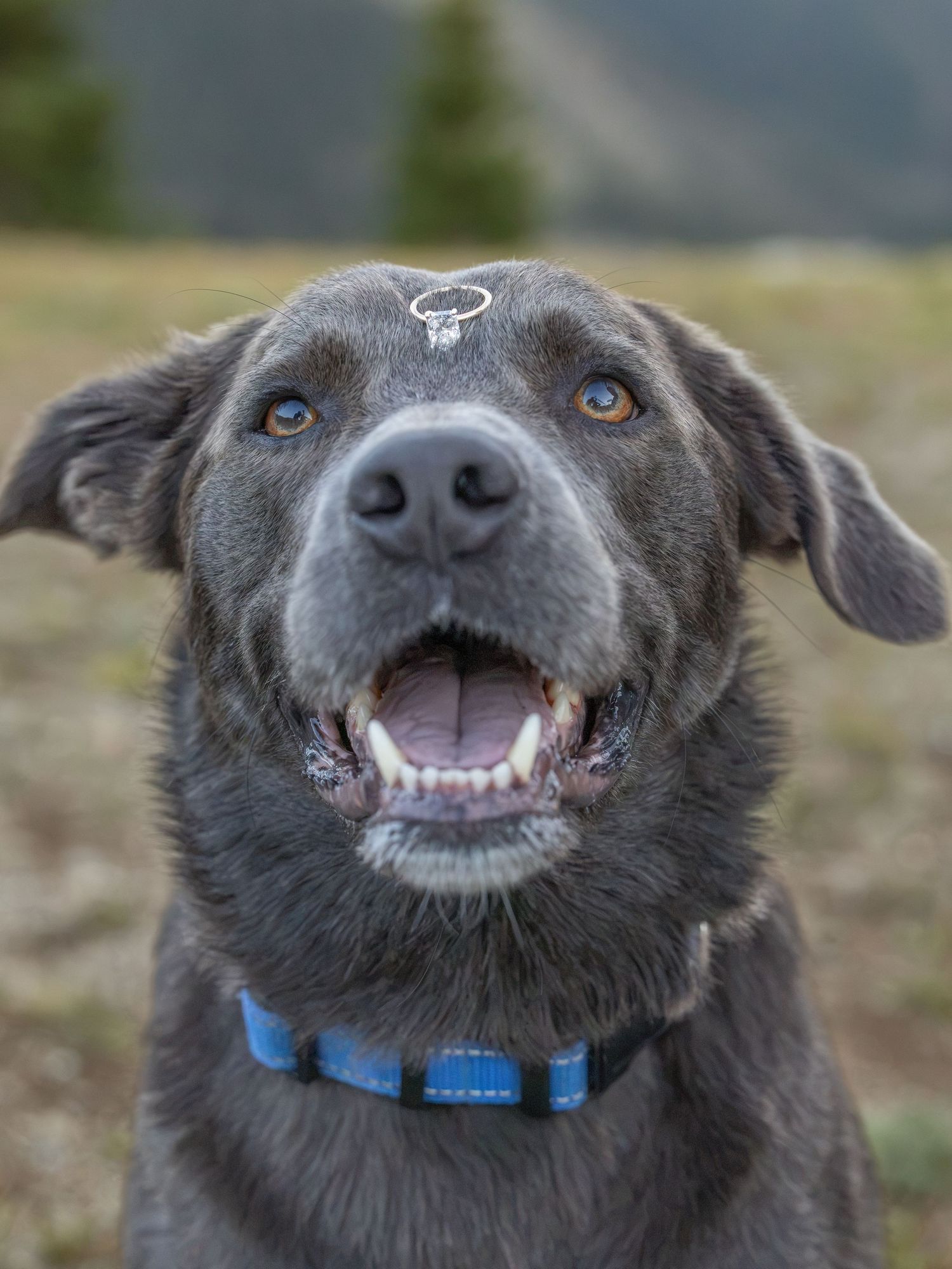 Happy dark brown Labrador mix with blue collar and ring on forehead, mouth open, outdoors in field.