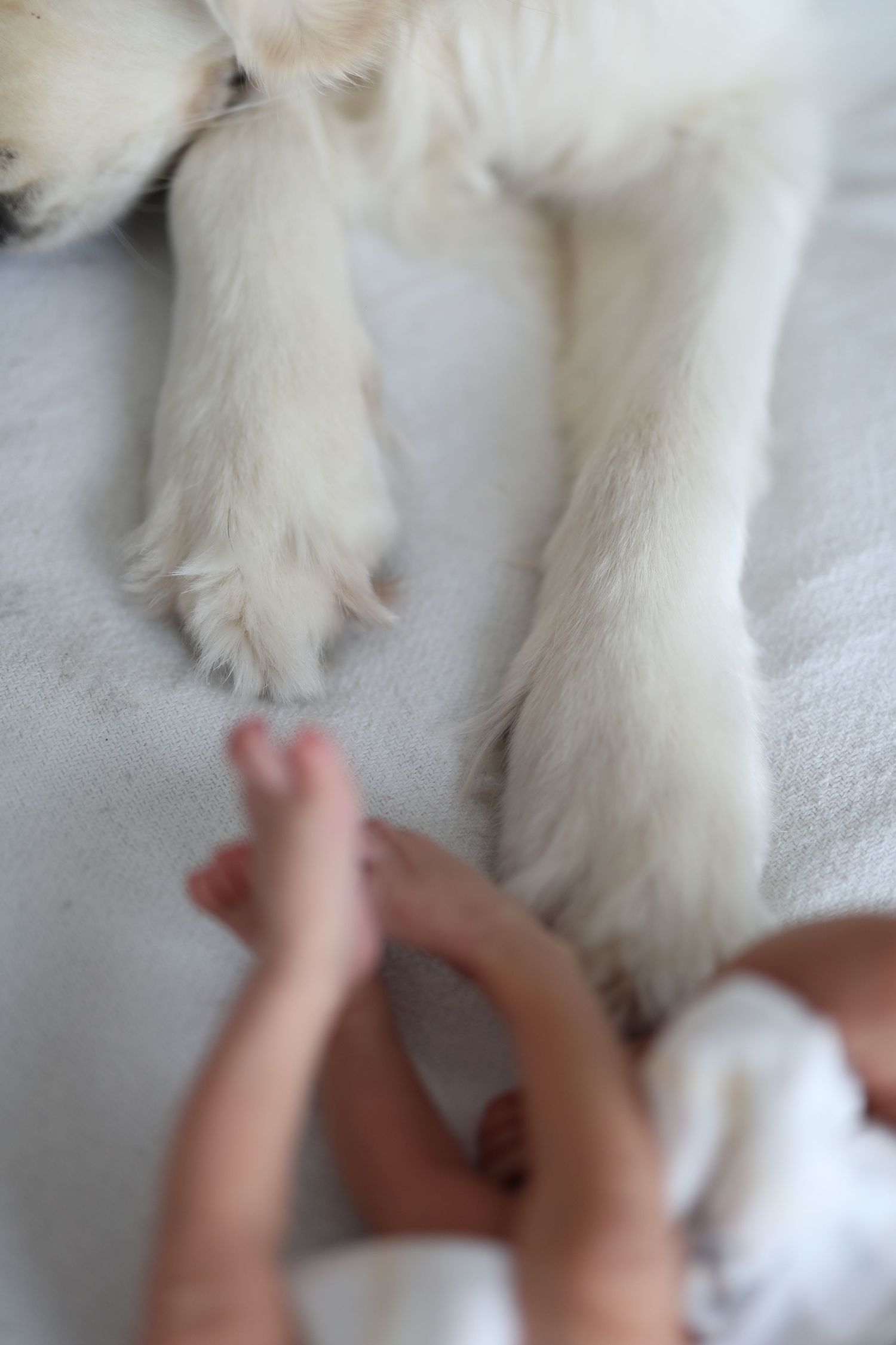 Détail artistique des pattes d'un chien, photographie de studio à Gatineau.
