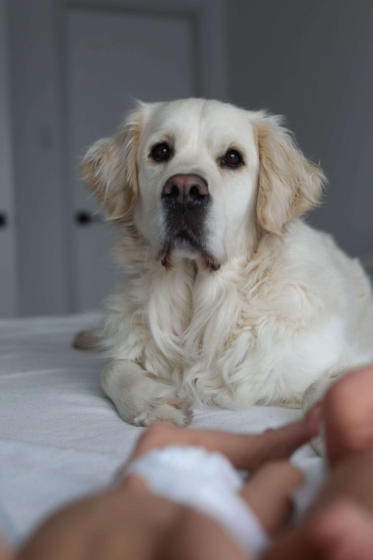 Portrait de studio pour chien avec éclairage doux et fond neutre, Ottawa.