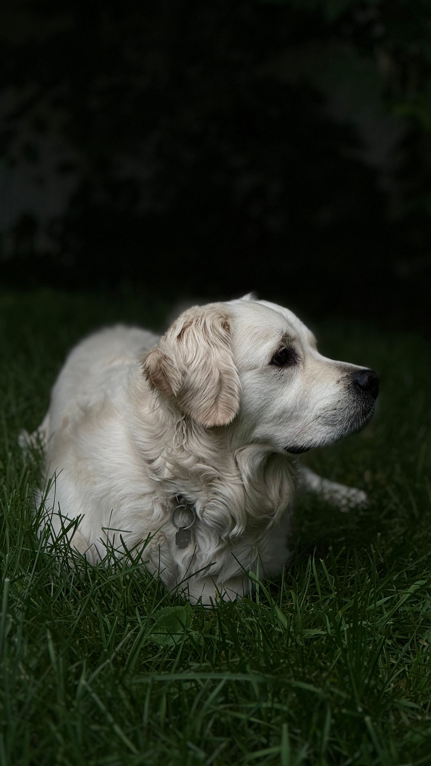 Chien posant fièrement lors d'une séance photo animalière en extérieur à Gatineau.