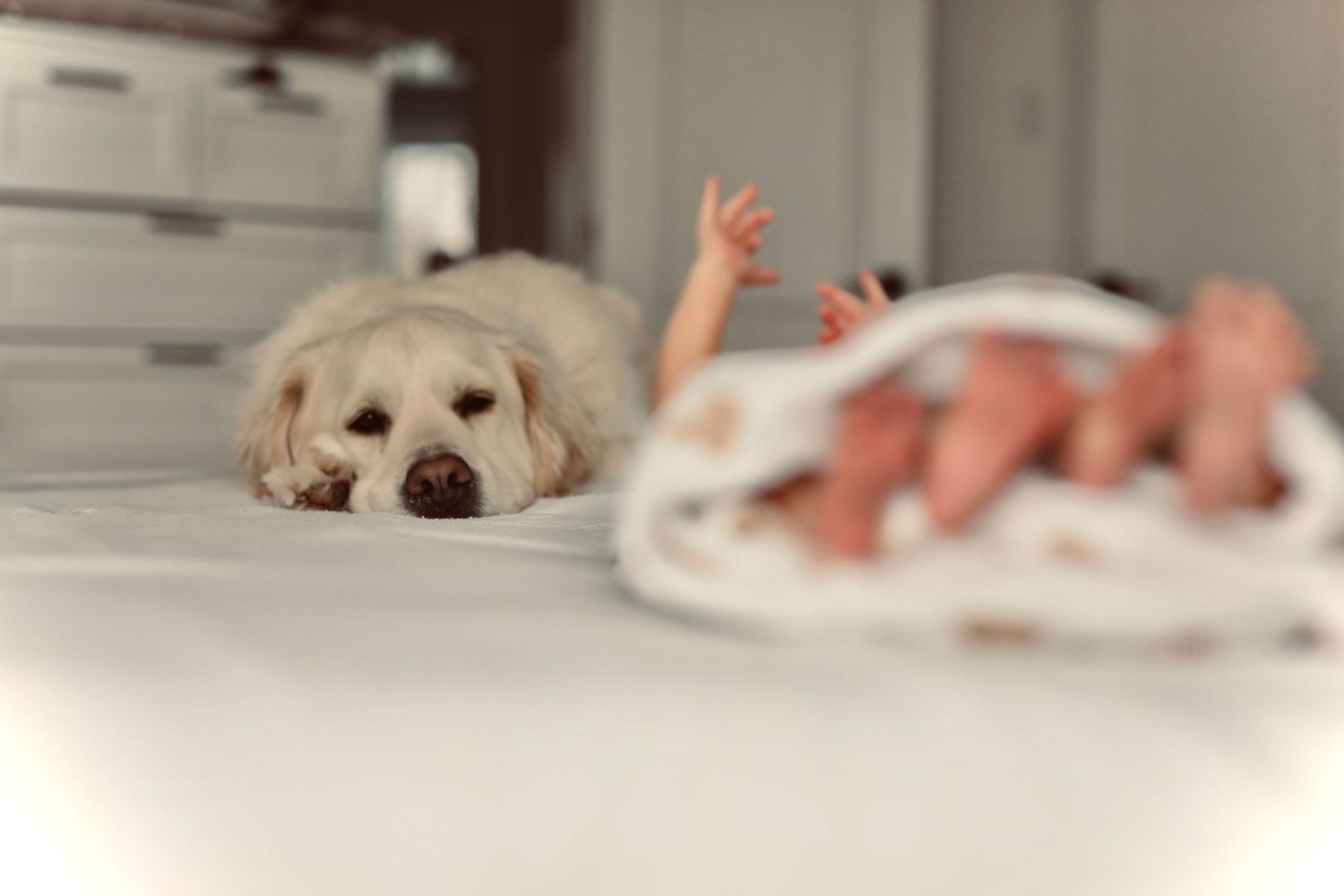 Photographie animalière épurée mettant en valeur le caractère de l'animal, Gatineau.