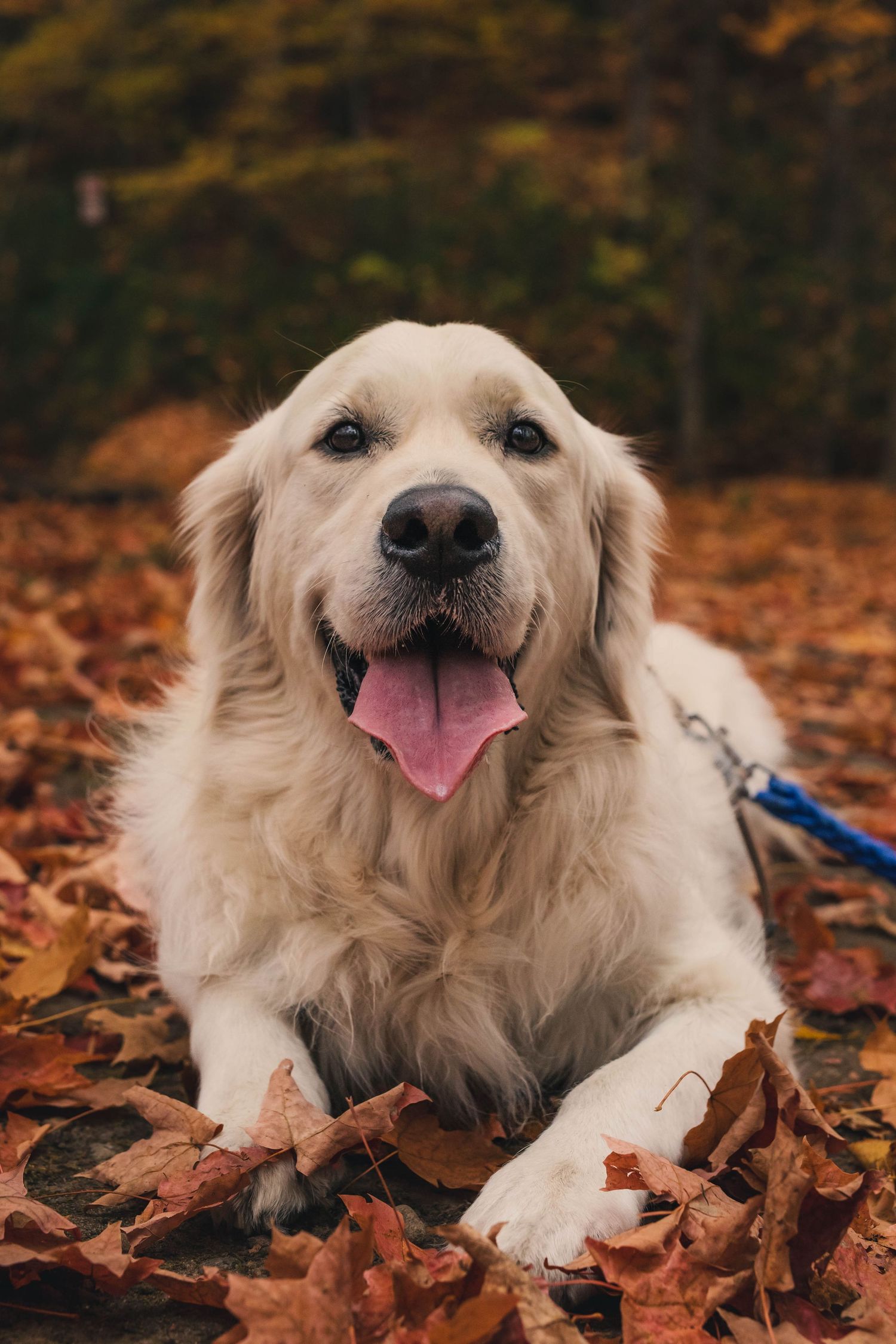 Chien jouant dans les feuilles mortes, séance photo d'automne à Gatineau.