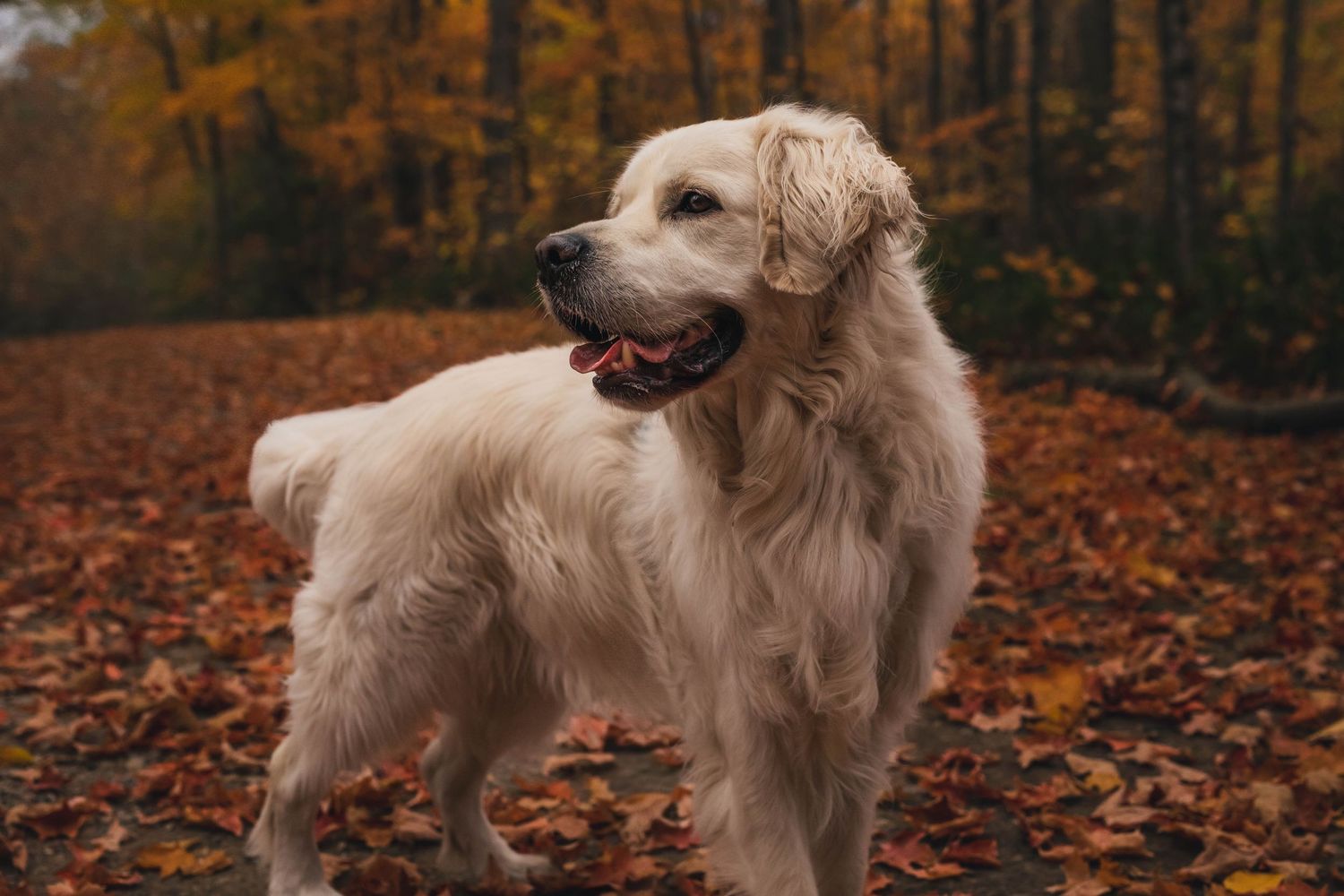 Meilleure séance photo pour chiens en plein air dans la région d'Ottawa.