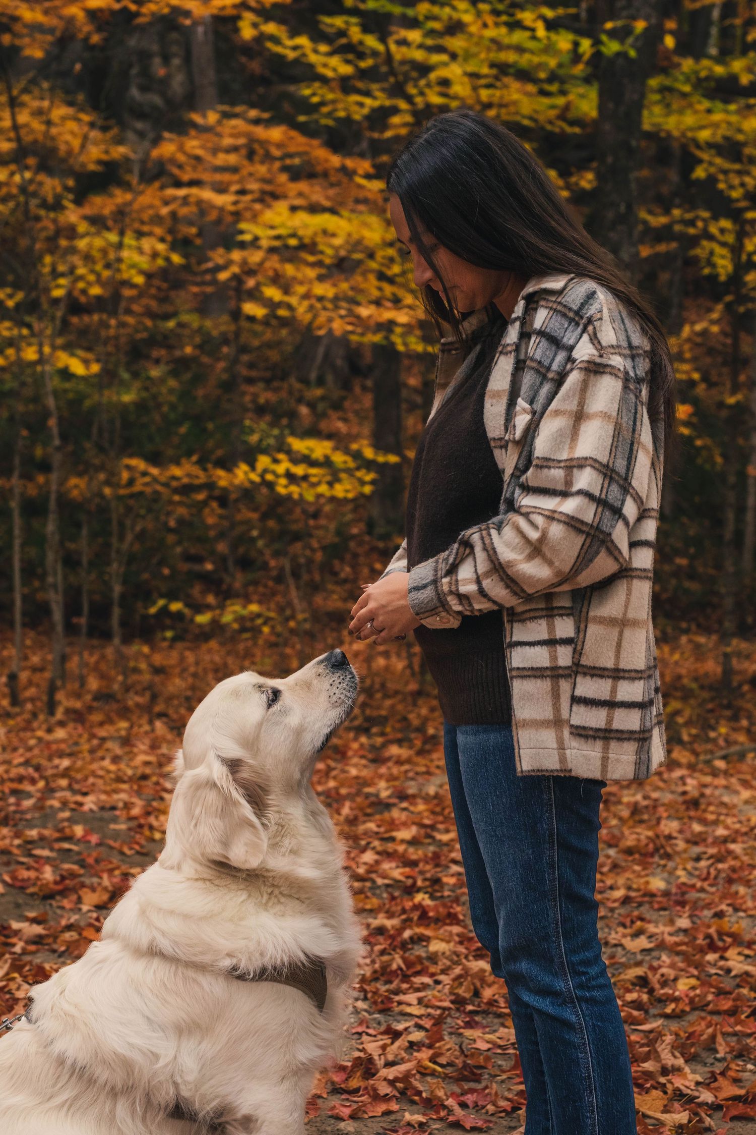 Main sur le ventre de grossesse, détail riche en émotion lors d'une séance à Ottawa et un chien.