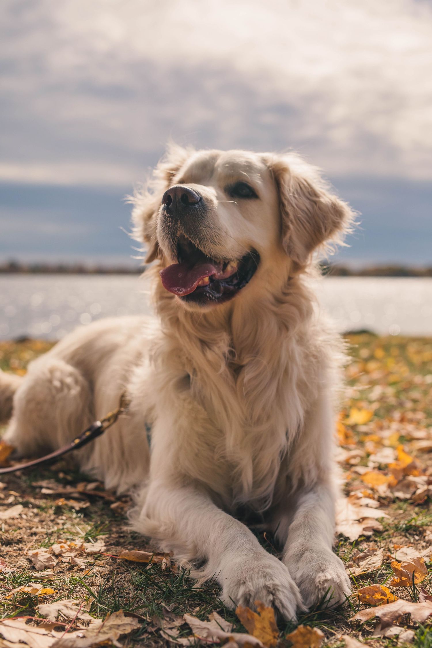 Portrait canin authentique réalisé par un photographe professionnel à Gatineau.