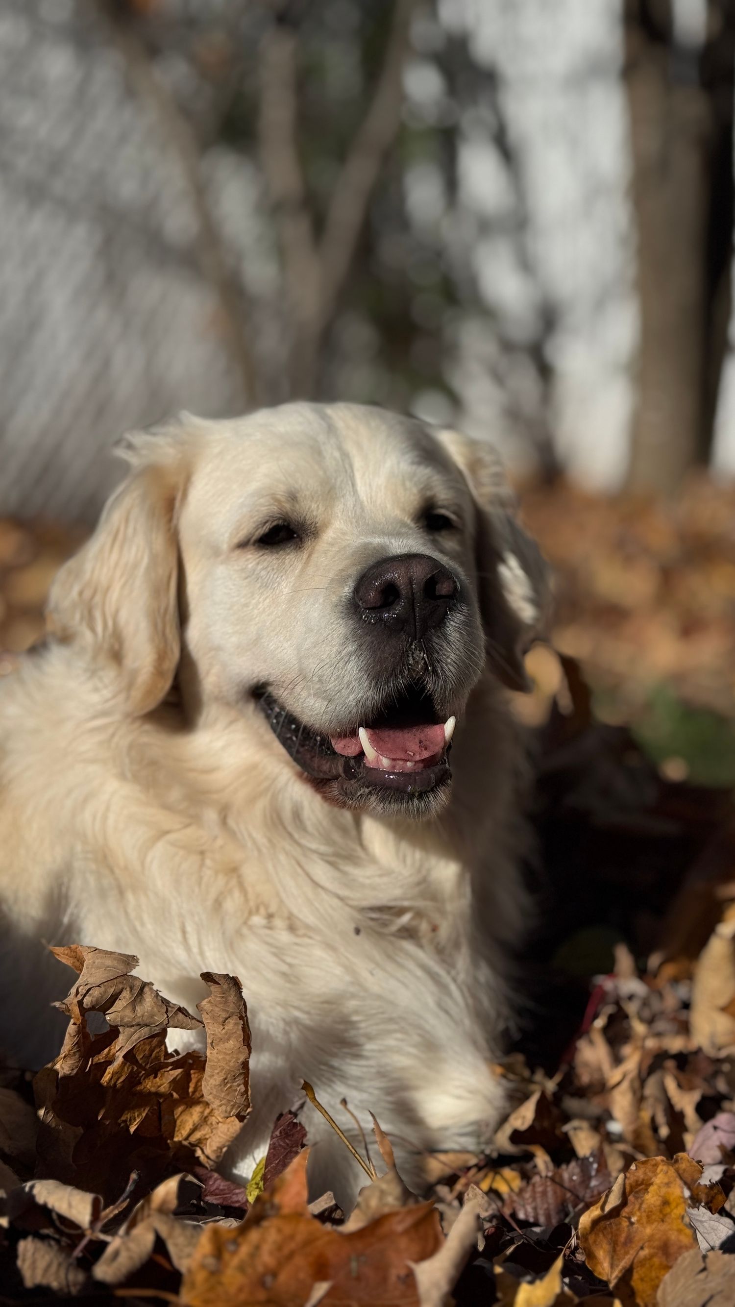 Portrait de chien en lumière naturelle en automne à Gatineau.