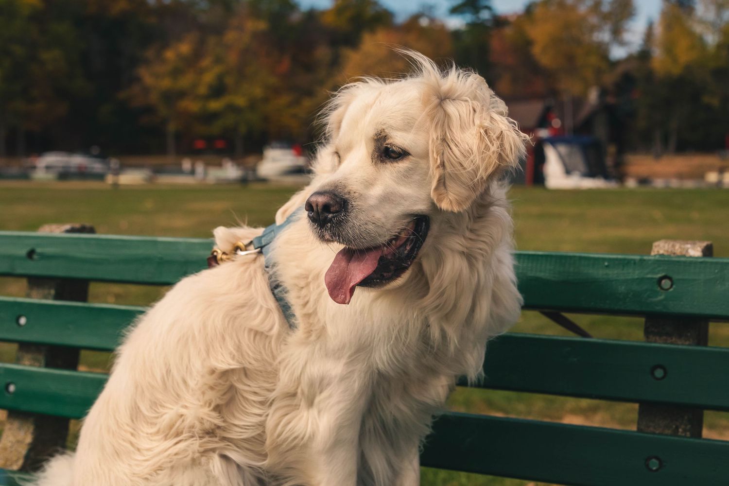 Image haute résolution d'un chien de race posant en pleine nature à Ottawa.