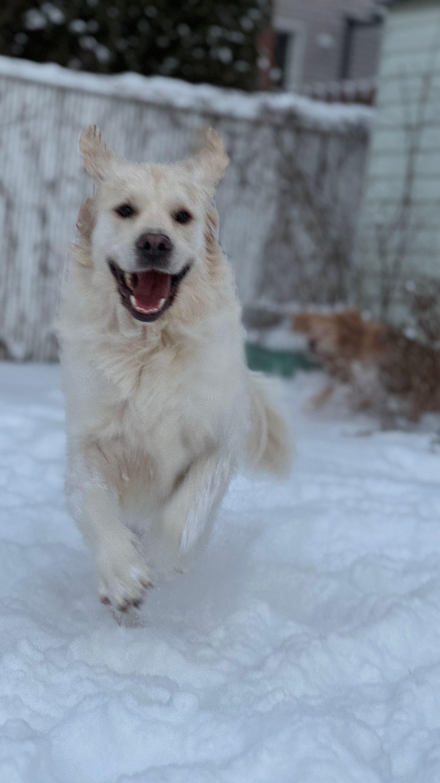 Photographie spontanée d'un chien en pleine course dans une forêt à Ottawa.