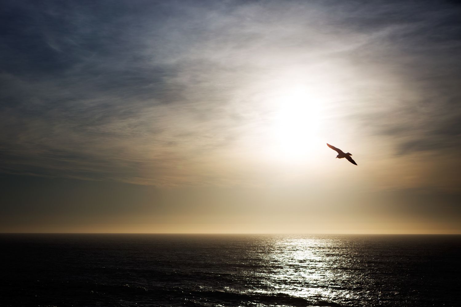 A backlit seagull soars over the ocean