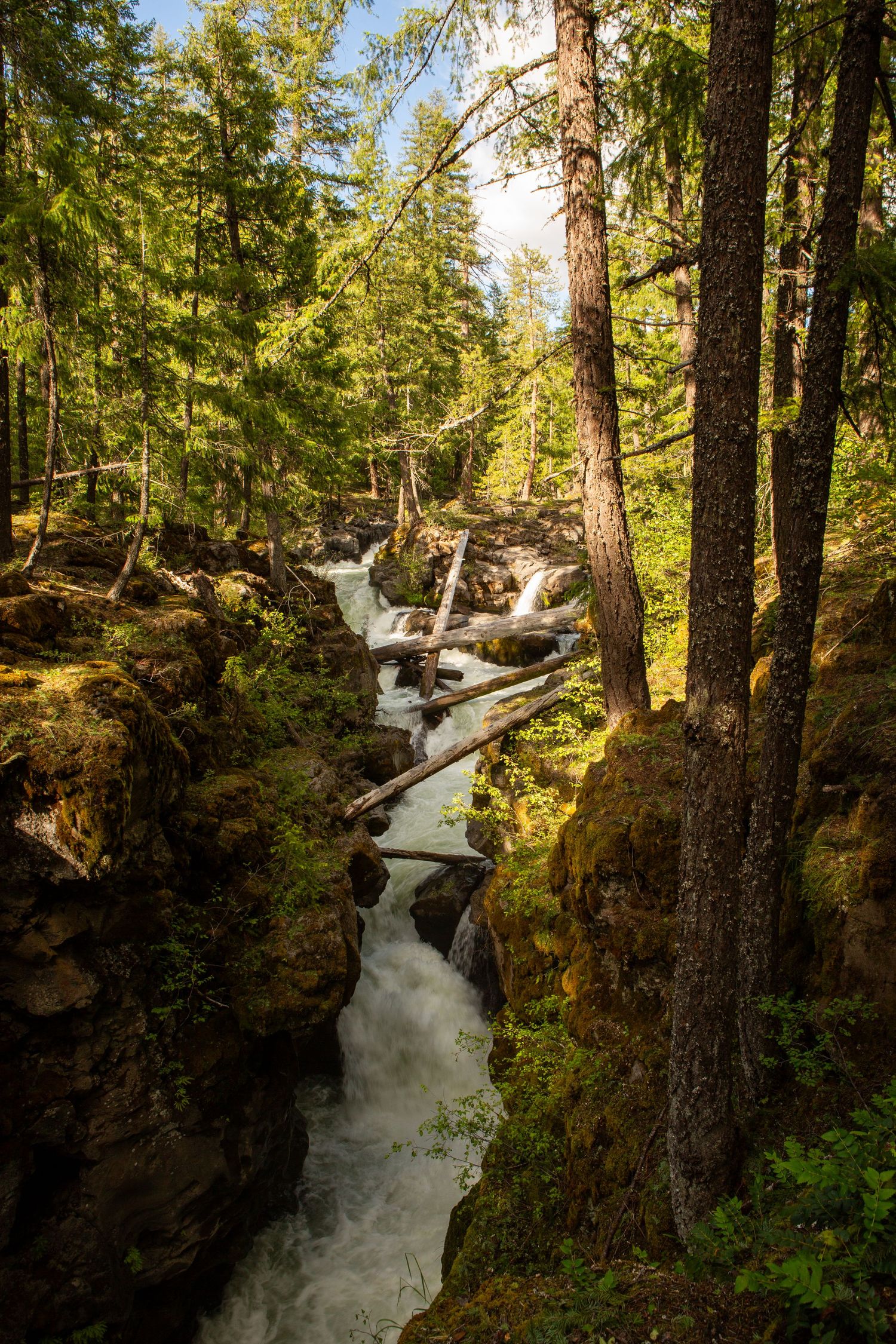 A river cuts through a forest near Crater Lake in Oregon