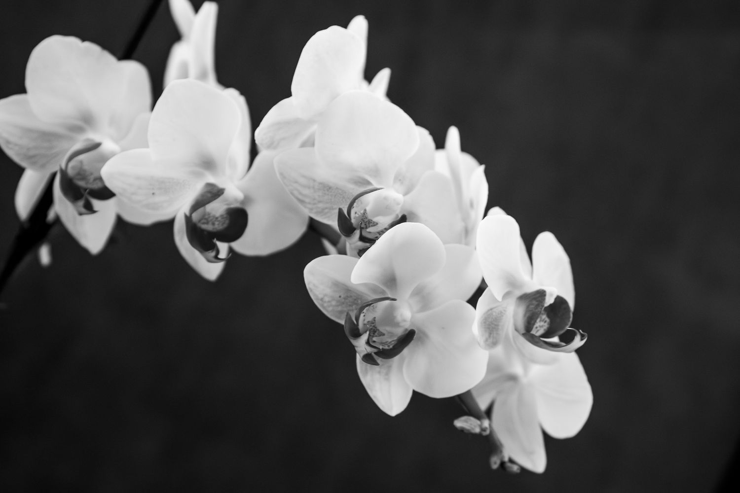 A black and white closeup of an orchid