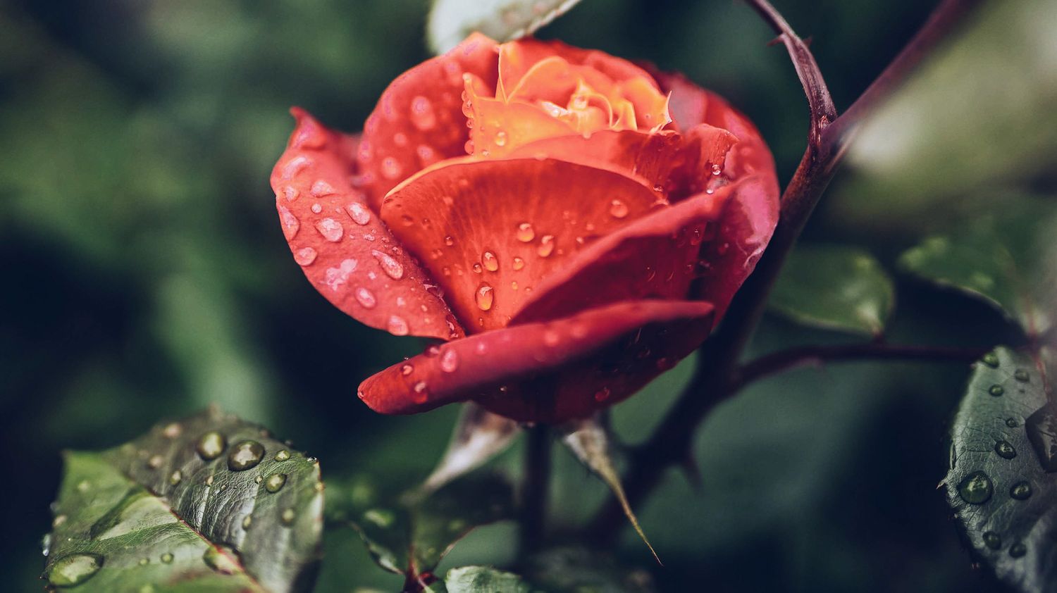 A red rose with raindrops